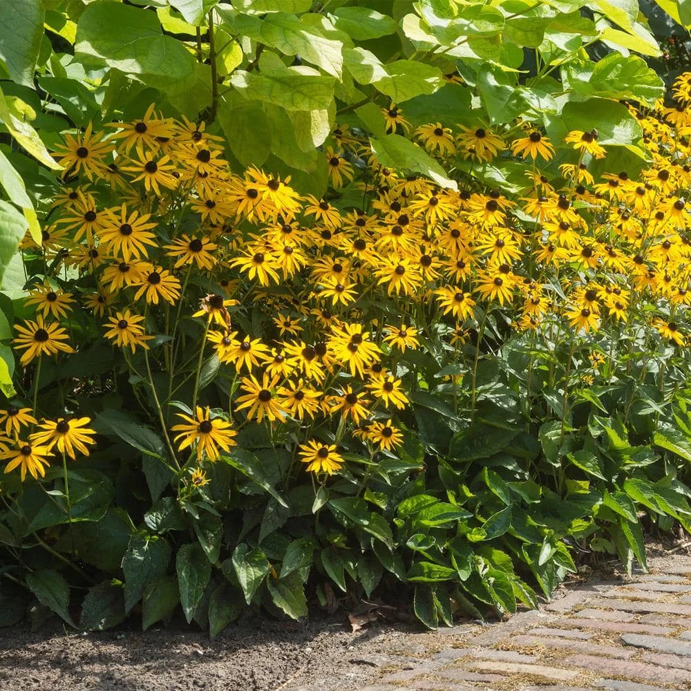 Spring Hill Nurseries Black-Eyed Susan (Rudbeckia) Yellow Flowering Perennial Live Bareroot Plant (5-Pack) 2 Spring Hill Nurseries Black-Eyed Susan (Rudbeckia) Yellow Flowering Perennial Live Bareroot Plant (5-Pack) - Image 2