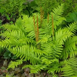 Spring Hill Nurseries Cinnamon Fern (Osmundastrum) Green Foliage Live Bareroot Perennial Plant (5-Pack)