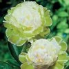 Spring Hill Nurseries Green Halo Peony (Paeonia), Live Bareroot Perennial with White and Green Colored Flowers (1-Pack)