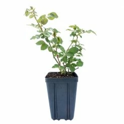 Spring Hill Nurseries 4 in. Pot Apricot Princess Shrub Rose Live Deciduous Plant with Orange Flowers -Spring Hill Nurseries Shop spring hill nurseries rose bushes 07673 1f 1000