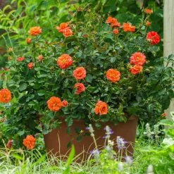 Spring Hill Nurseries 4 in. Pot Apricot Princess Shrub Rose Live Deciduous Plant with Orange Flowers -Spring Hill Nurseries Shop spring hill nurseries rose bushes 07673 4f 1000