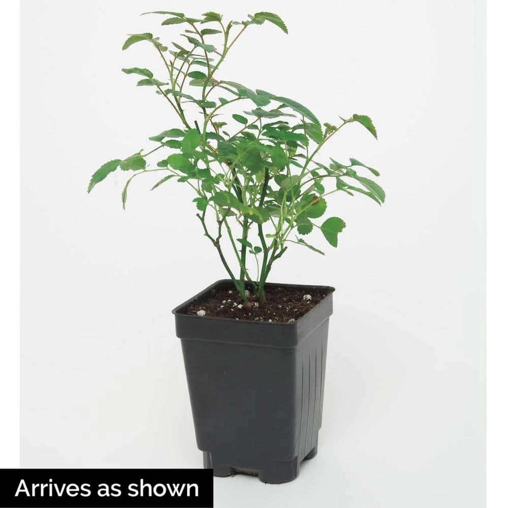 Spring Hill Nurseries 4 in. Pot, Red Freedom Shrub Rose, Red Color Flowers Live Potted Plant (1-Pack) 3 Spring Hill Nurseries 4 in. Pot, Red Freedom Shrub Rose, Red Color Flowers Live Potted Plant (1-Pack) - Image 3