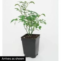 Spring Hill Nurseries 4 in. Pot, Yellow Freedom Shrub Rose, Yellow Color Flowers Live Bareroot Plant (1-Pack) 5 Spring Hill Nurseries 4 in. Pot, Yellow Freedom Shrub Rose, Yellow Color Flowers Live Bareroot Plant (1-Pack) -Spring Hill Nurseries Shop spring hill nurseries rose bushes 74900 4f 1000