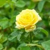 Spring Hill Nurseries 4 in. Pot, Yellow Freedom Shrub Rose, Yellow Color Flowers Live Bareroot Plant (1-Pack)