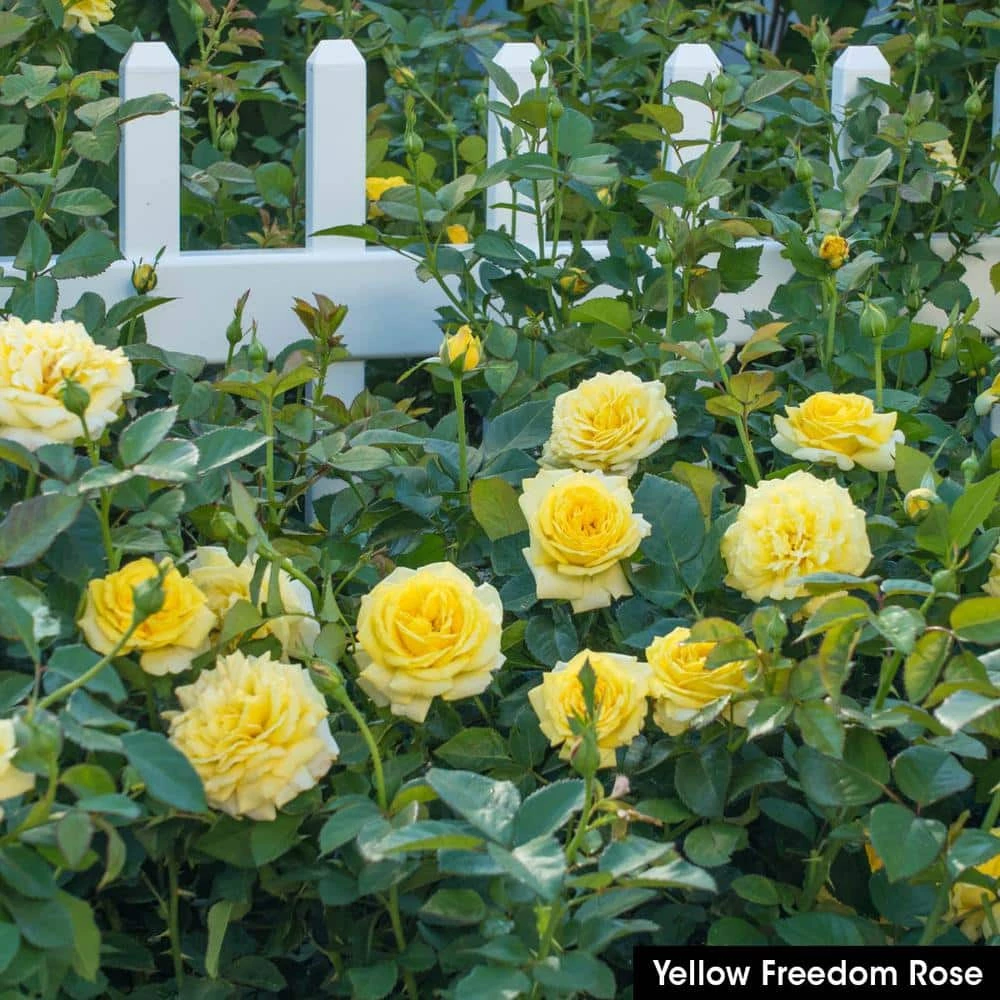 Spring Hill Nurseries 4 in. Pot, Yellow Freedom Shrub Rose, Yellow Color Flowers Live Bareroot Plant (1-Pack) 2 Spring Hill Nurseries 4 in. Pot, Yellow Freedom Shrub Rose, Yellow Color Flowers Live Bareroot Plant (1-Pack) - Image 2