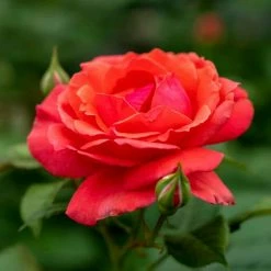 Spring Hill Nurseries 4 in. Pot, Coral Freedom Shrub Rose, Coral Pink Color Flowers Live Potted Plant (1-Pack)