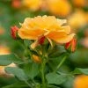 Spring Hill Nurseries 4 in. Pot, Orange Freedom Shrub Rose, Orange Color Flowers Live Potted Plant (1-Pack)