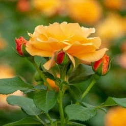 Spring Hill Nurseries 4 in. Pot, Orange Freedom Shrub Rose, Orange Color Flowers Live Potted Plant (1-Pack)