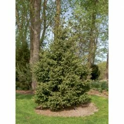 Spring Hill Nurseries 2.5 Qt. White Spruce (Picea), Live Evergreen Shrub, Green Foliage (1-Pack) -Spring Hill Nurseries Shop spring hill nurseries shade trees 62194 4f 1000