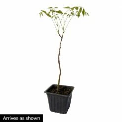 Spring Hill Nurseries Purple Flowering Perennial Vine Blue Moon Reblooming Wisteria, Live Deciduous Plant with 4 in. Pot (1-Pack) -Spring Hill Nurseries Shop spring hill nurseries vine plants 66379 1f 1000