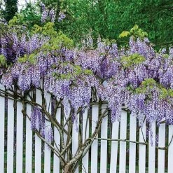 Spring Hill Nurseries Purple Flowering Perennial Vine Blue Moon Reblooming Wisteria, Live Deciduous Plant with 4 in. Pot (1-Pack) -Spring Hill Nurseries Shop spring hill nurseries vine plants 66379 4f 1000