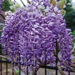 Spring Hill Nurseries Purple Flowering Perennial Vine Blue Moon Reblooming Wisteria, Live Deciduous Plant with 4 in. Pot (1-Pack)